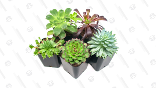 Life Will Succ Less With This $13 Plant Pack